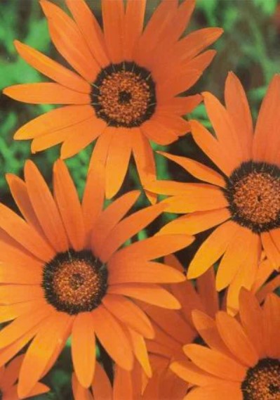 Namaqua Marigold Daisy bright yellow and orange